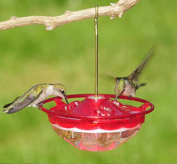 Glass Hummingbird feeder with Bee Guard