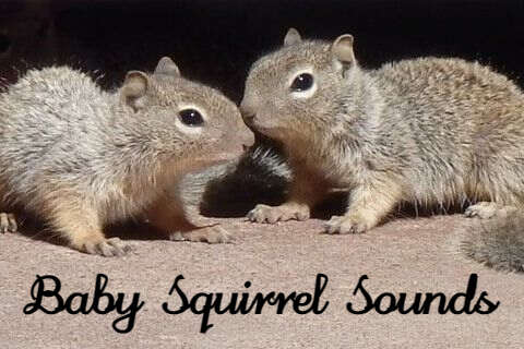 young and baby squirrel sound with meanings