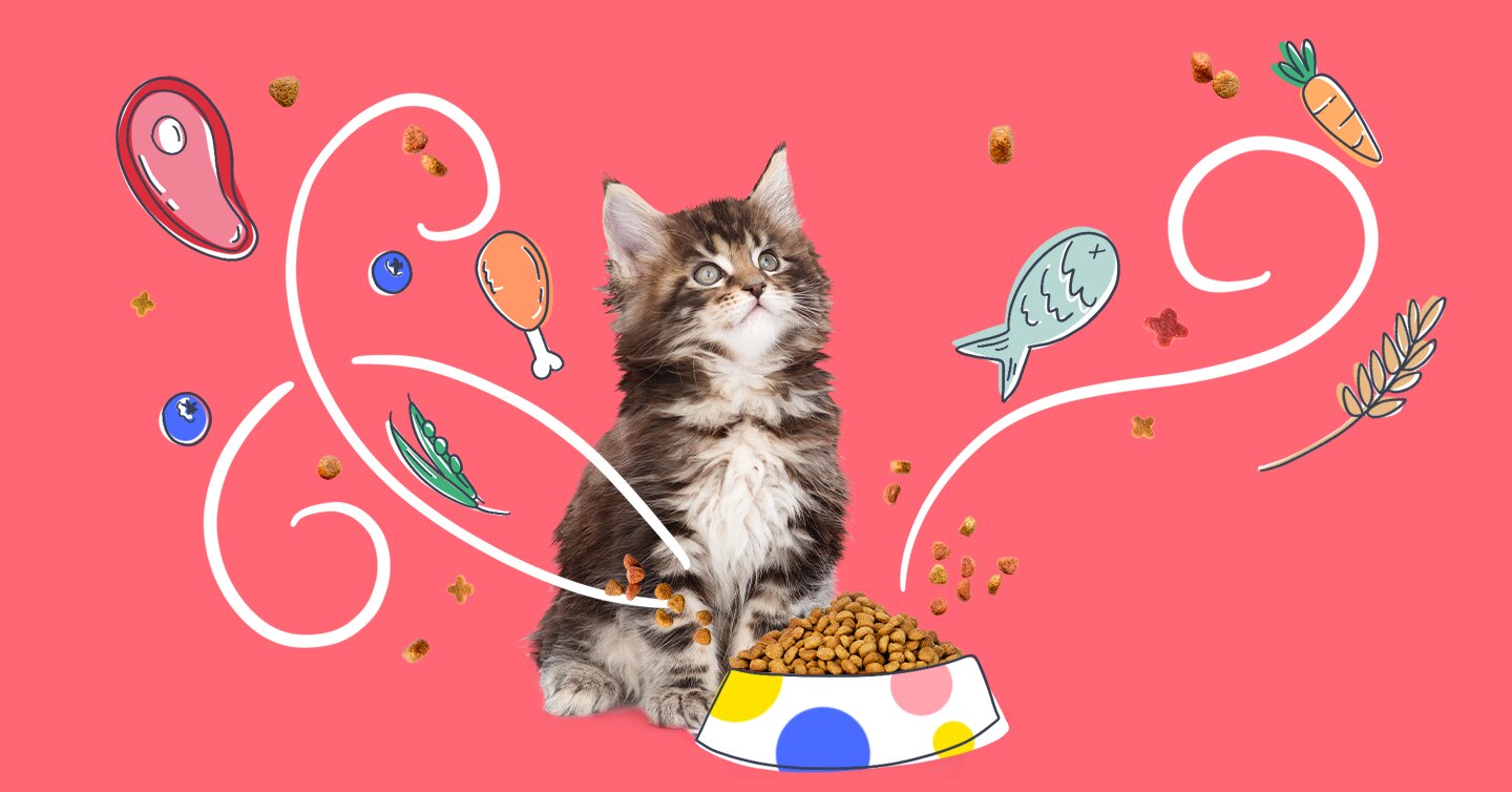 Best-Cat-Food-needs-to-see-before-choosing-best-kitten-food Best-Cat-Food-needs-to-see-before-choosing-best-kitten-food
