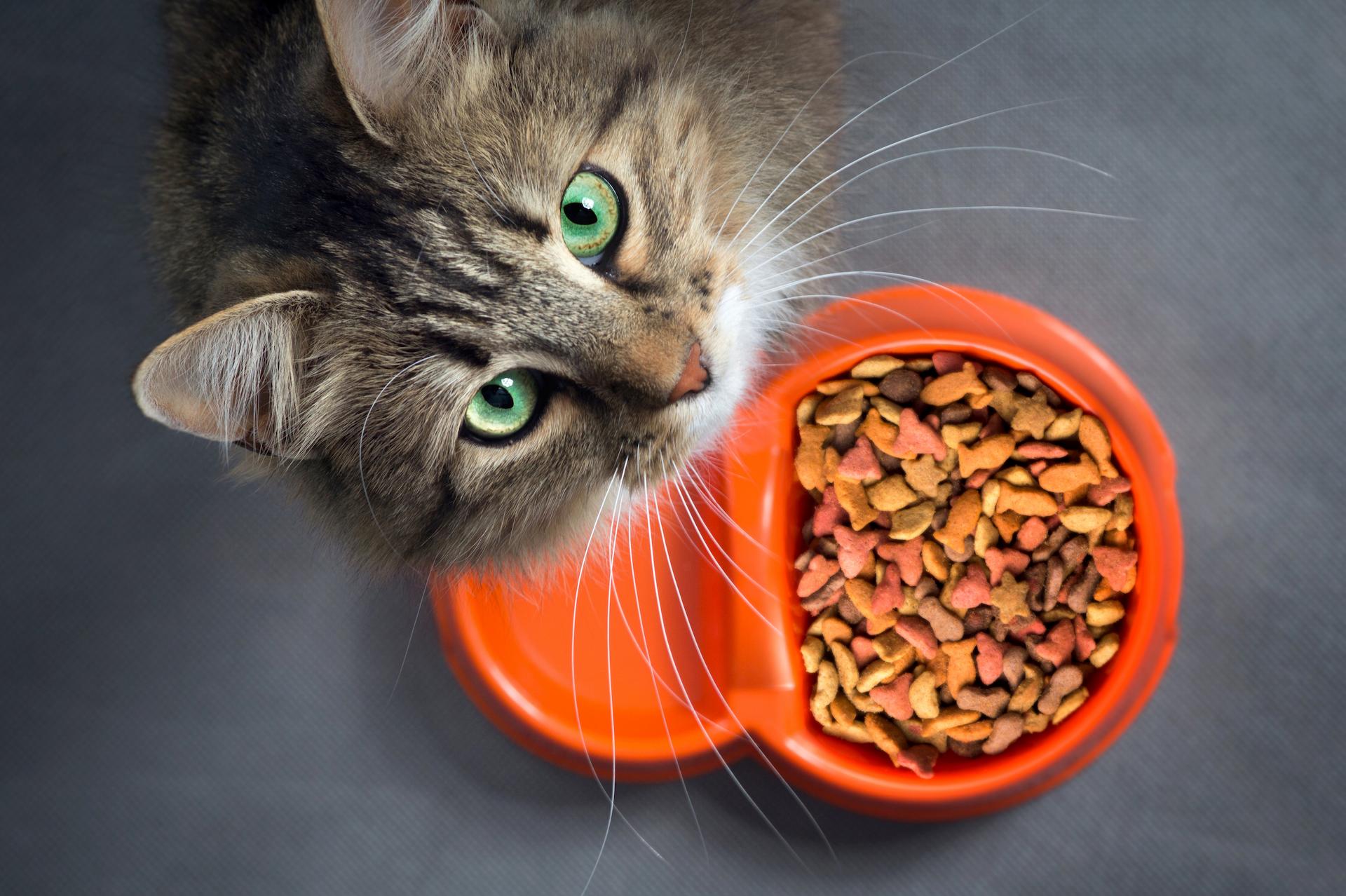 best cat foods for indoor cats