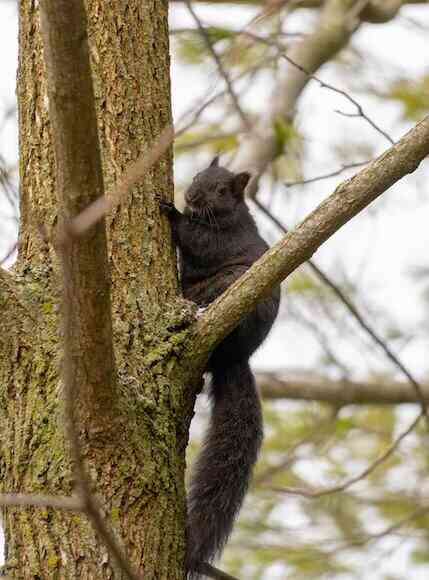 black-squirrel-found