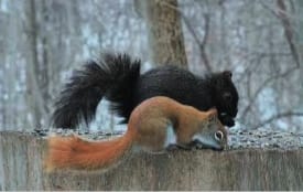 black squirrel-fox-squirrel