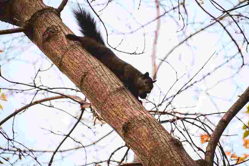 black squirrel rare