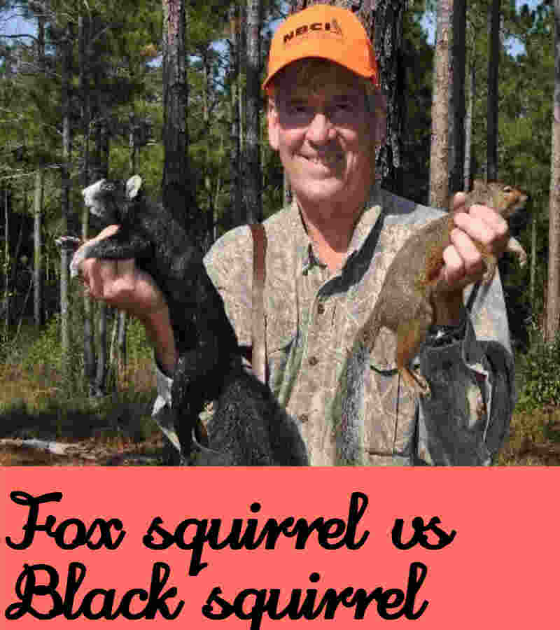 black squirrel vs fox squirrels