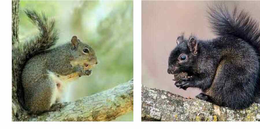 Interesting Facts and mystery behind black squirrels