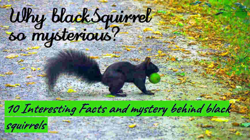 black squirrels facts gray squirrels 