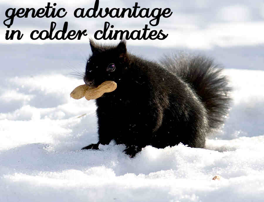 Interesting Facts and mystery behind black squirrels