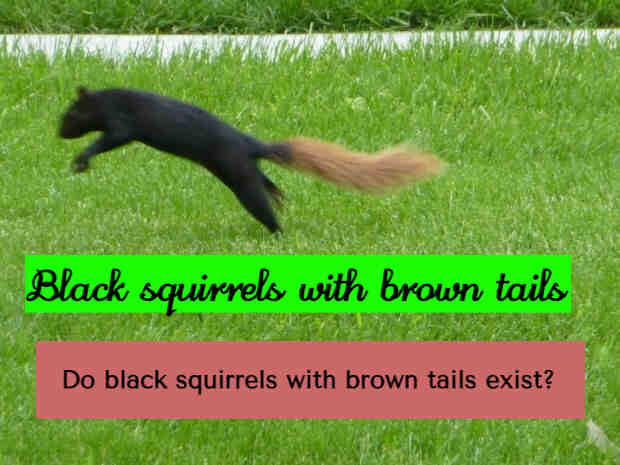 black squirrels with brown tails