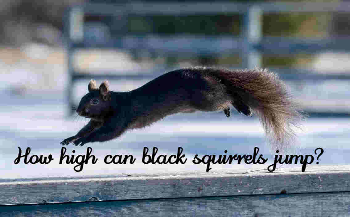 black squirrel jump