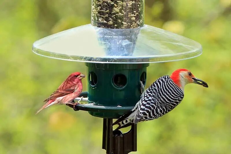 Brome-Standard-Squirrel-Buster-Bird-Feeder Brome-Standard-Squirrel-Buster-Bird-Feeder