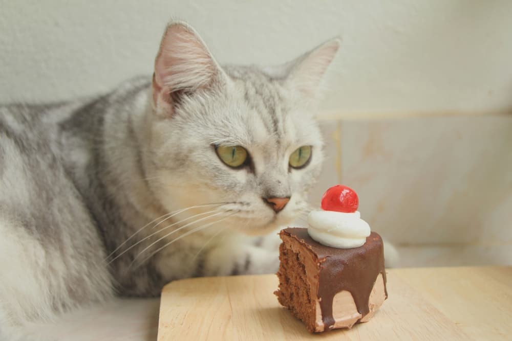 can-cats-eat-choclates can-cats-eat-choclates