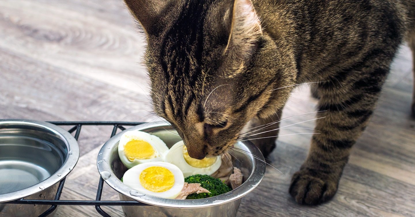 Can-cats-eat-eggs Can-cats-eat-eggs
