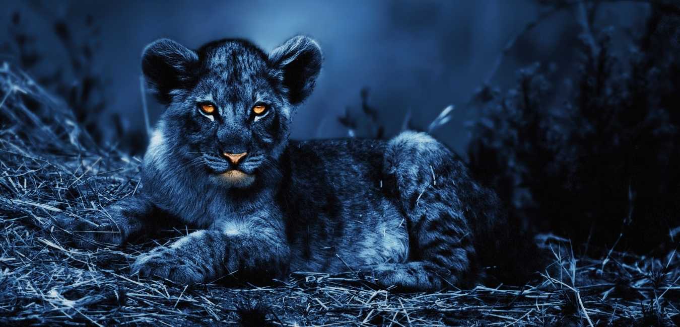 Can-Lions-See-In-The-Dark-lion-vision-in-night