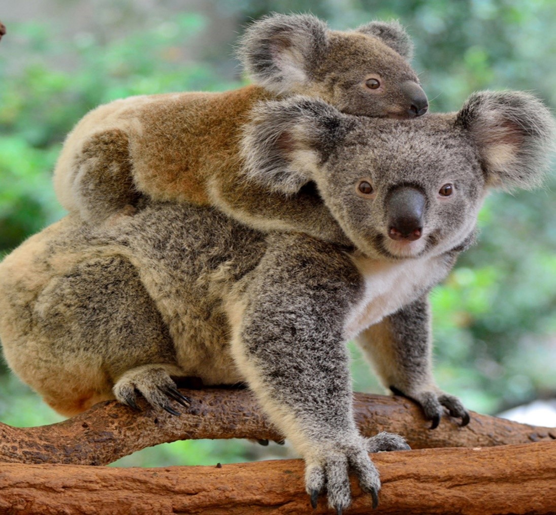 cute and amazing facts about koala and koala babies
