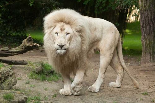 dangerous and interesting facts about lions