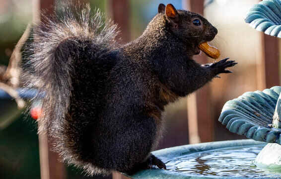 diet-of-black-squirrel-nuts