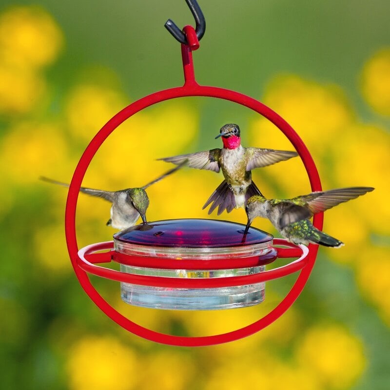 glass hummingbird feeder with bee guard