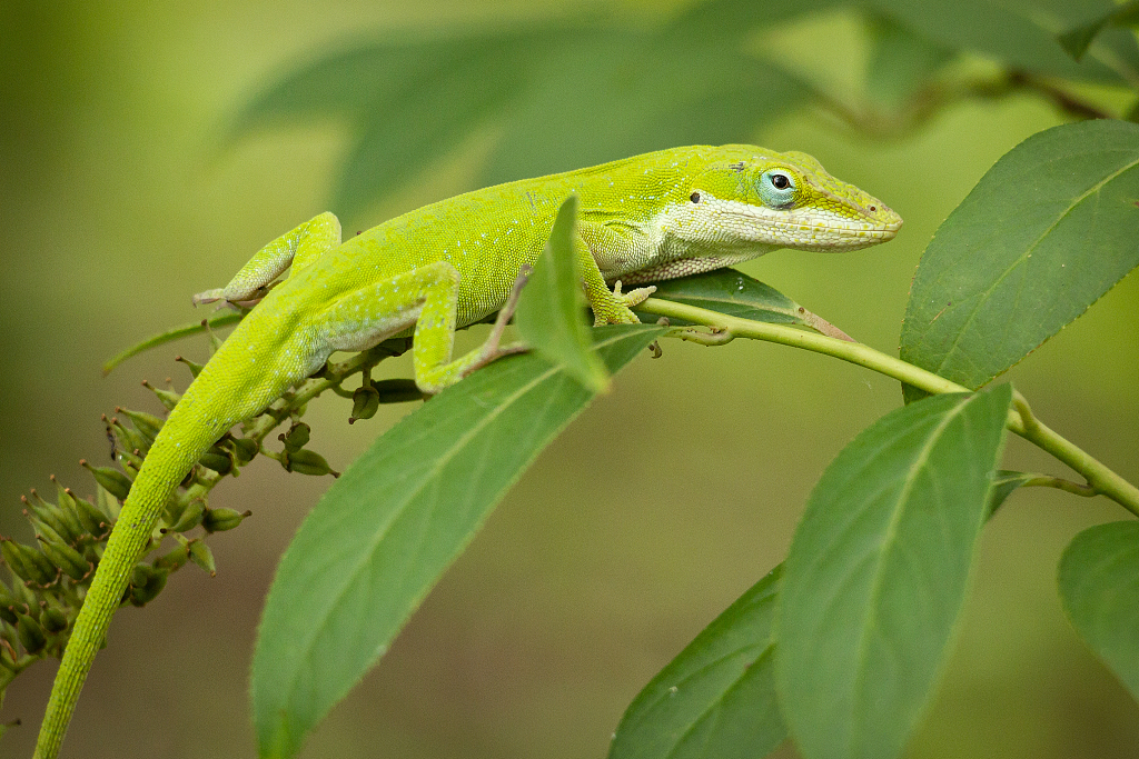 green-anole-habitat