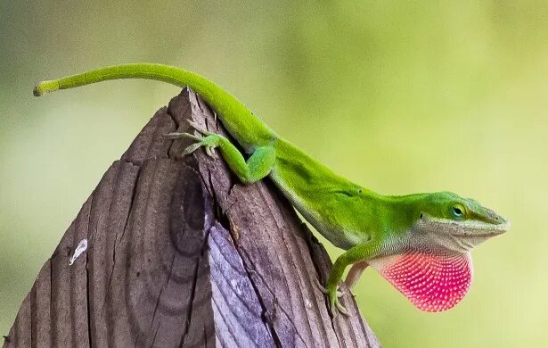 green anole lizard