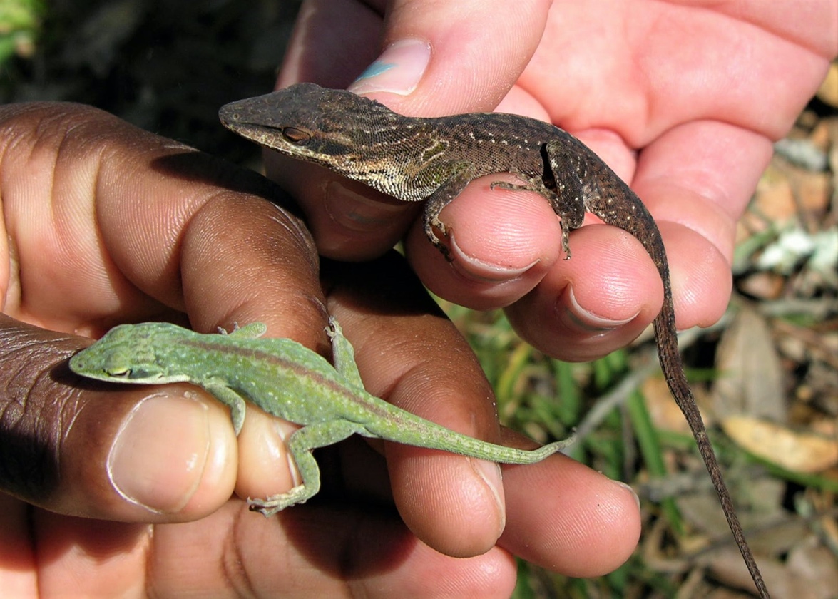 Green Anole dangerous or friendly? Pet lizard facts