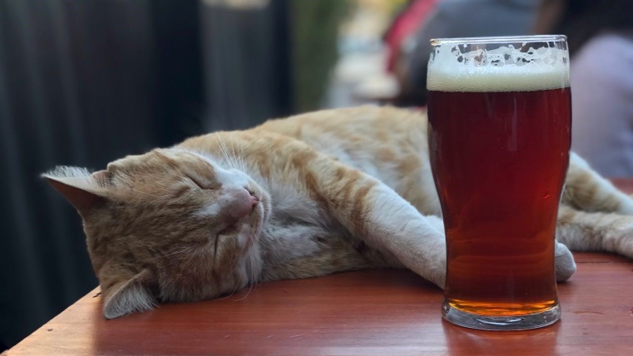how-alcohol-bad-for-cats how-alcohol-bad-for-cats