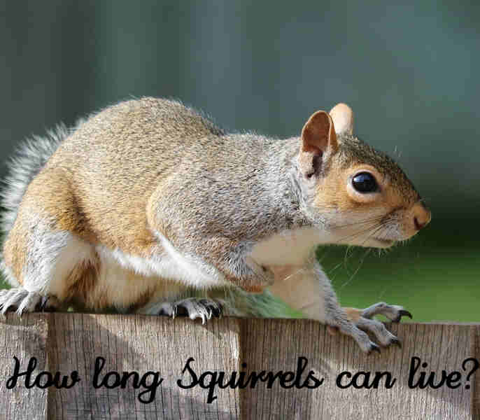 how long can squirrels live
