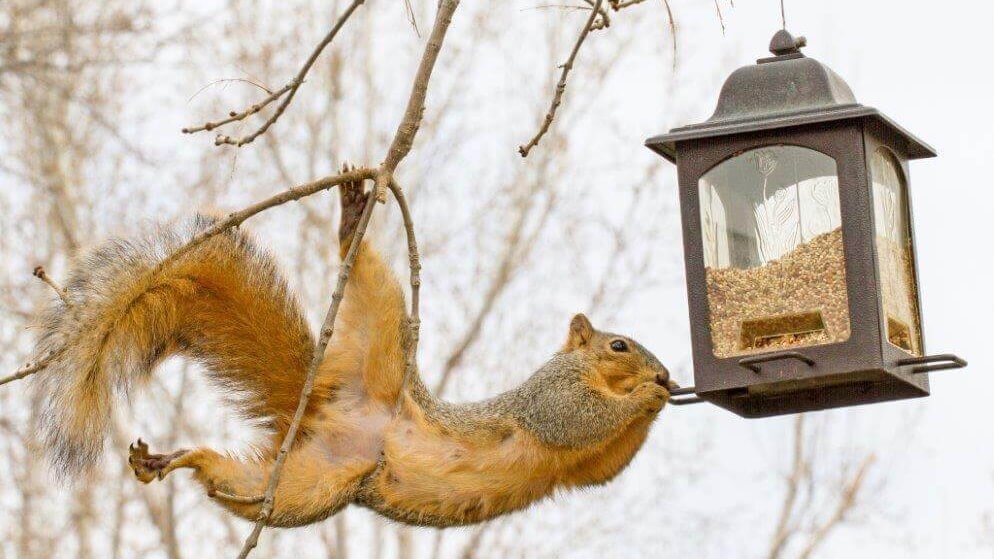 how to choose best squirrel proof bird feeder