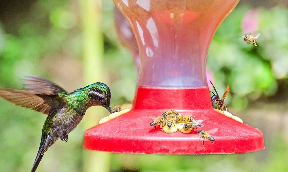 how-to-keep-bees-and-wasp-away-from-hummingbird-feeder how-to-keep-bees-and-wasp-away-from-hummingbird-feeder