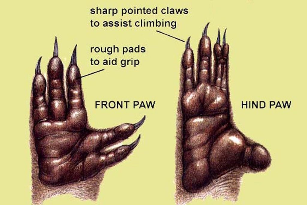 koala-have-two-thumbs