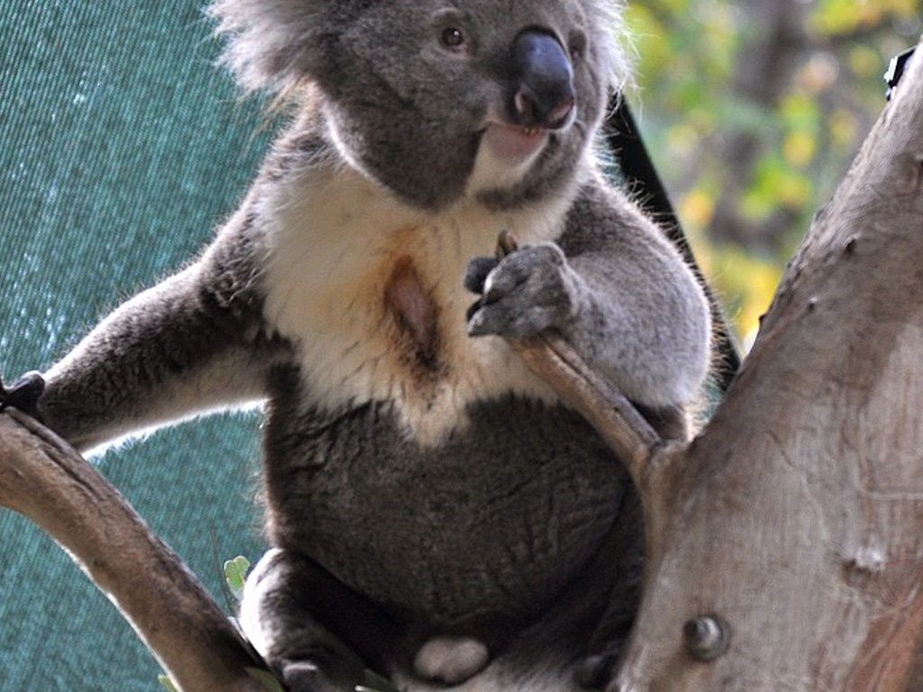 koala-scent-gland