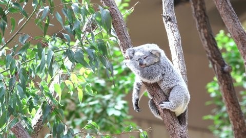 koala-snooze-all-the-day