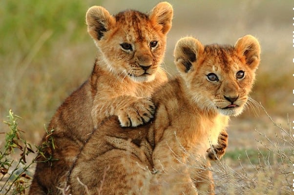 Dangerous and interesting facts about Lions
