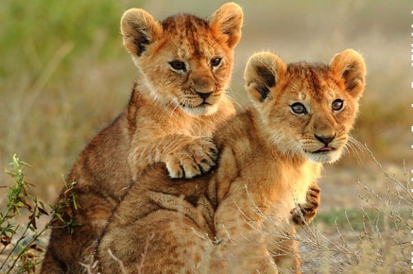 Lion-Cubs-facts