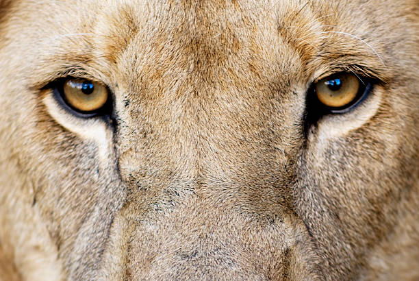 lion-eyes