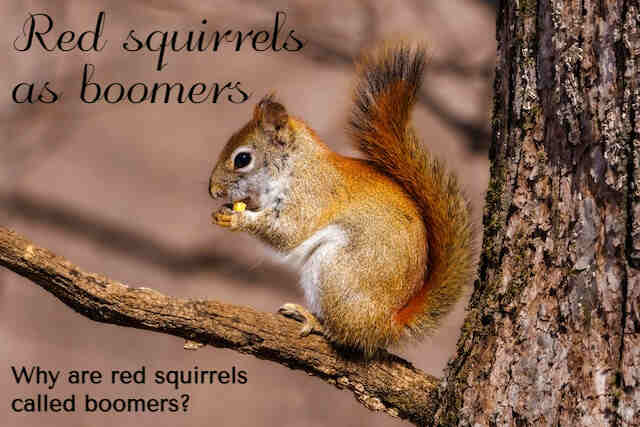 red squirrel called boomers