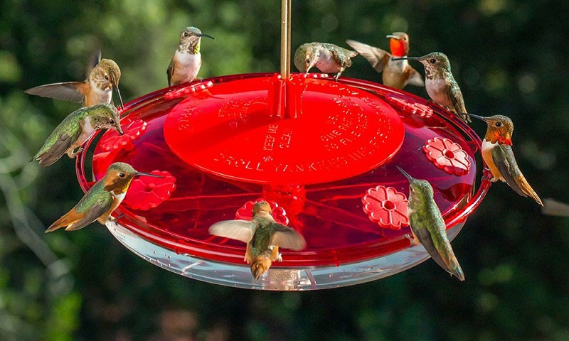 saucer-hummingbird-feeder saucer-hummingbird-feeder