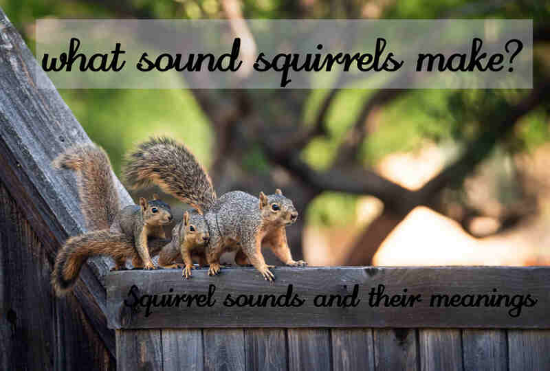 squirrel baby sound 1