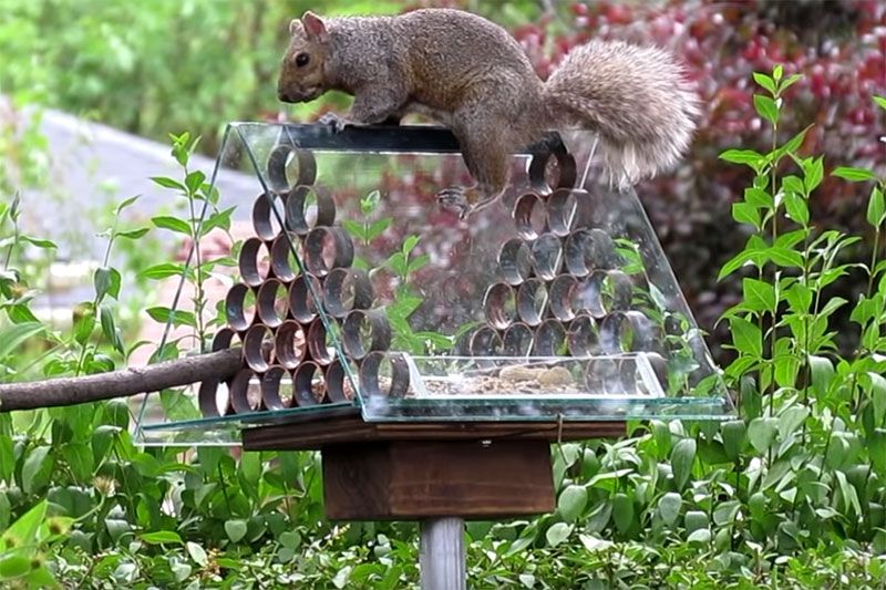 squirrel proof bird feeders