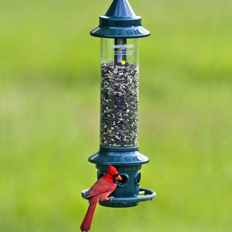 How should I choose the best squirrel proof Bird Feeder