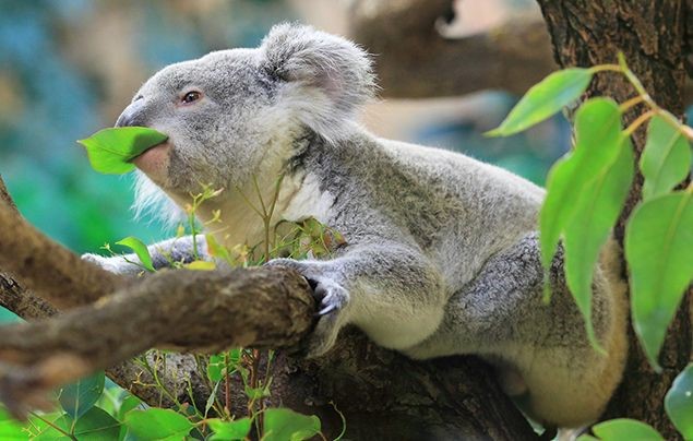what-koala-do-eat