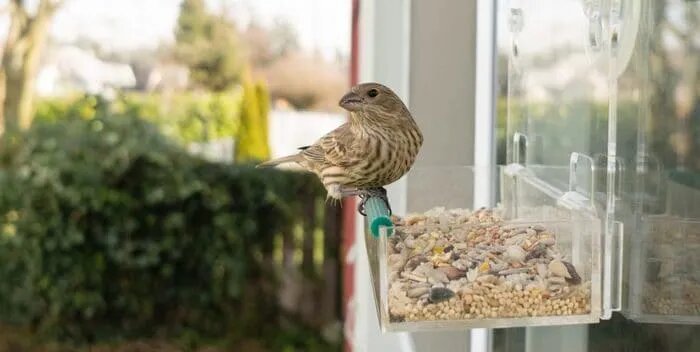 Window-Bird-Feeder-Nature-Gear Window-Bird-Feeder-Nature-Gear